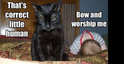 Cats- 10 Hilarious facts about our masters!