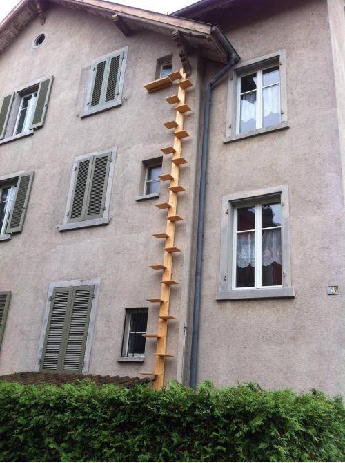 My cousin's flat is on the top floor of a three-story house. This is how her cat gets home.
