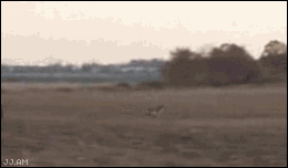 Bird takes down deer