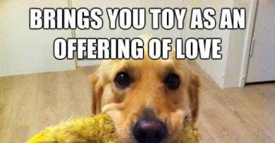 Funny dog logic that will make you laugh out loud