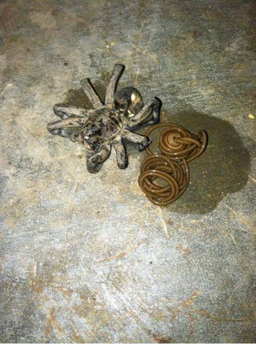 Squished a huge spider, this monstrosity slithered out of it....