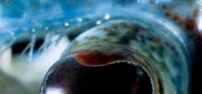11 highly magnified pictures of eyes of animals