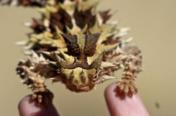 Australian Thorny Dragon