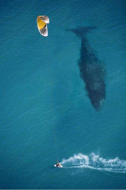 The size comparison is amazing..