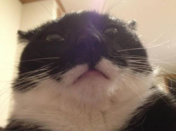 The View I wake up to Every Morning Now That the Girlfriend’s Cat Has Moved in..