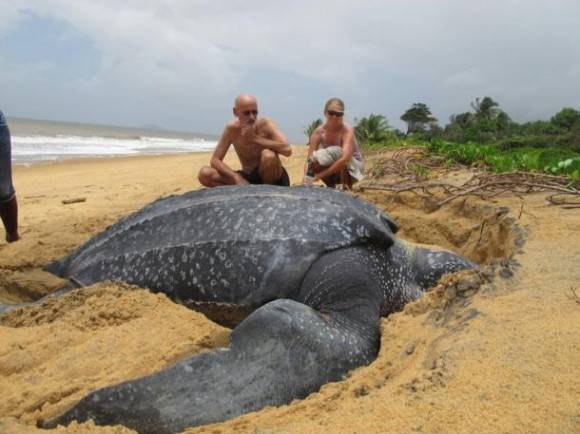 Giant turtle