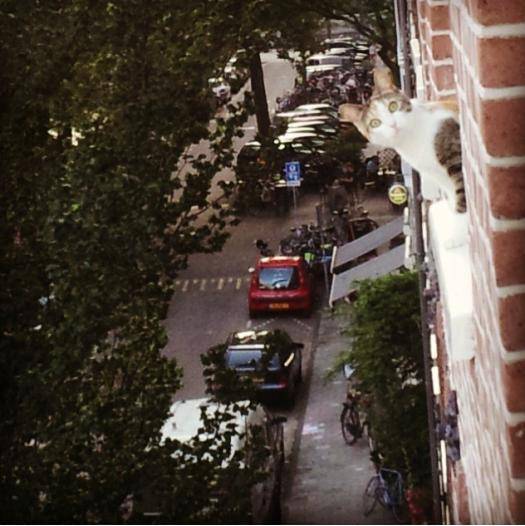 Just looking out of the window of our 4th floor apartment in Amsterdam on a sunny day when...