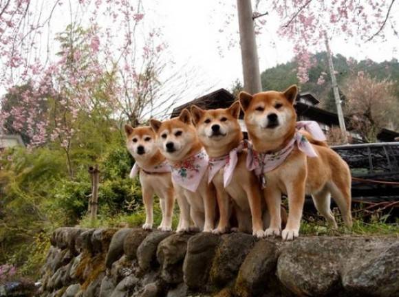 Shiba team