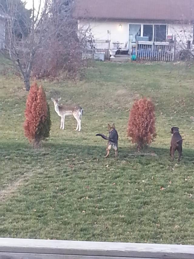 I think the deer have learned I have an invisible fence.