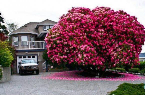 Rhododrendon Tree