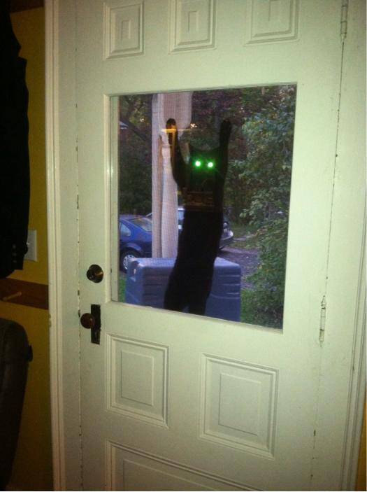 This is how my cat lets is know he wants to come in