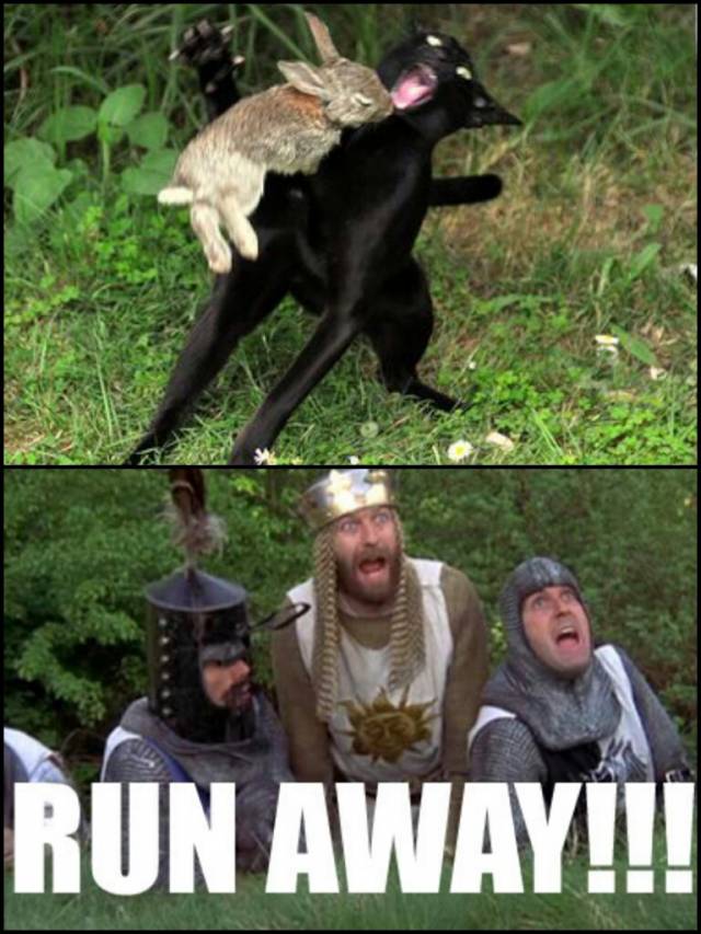 That's no ordinary rabbit