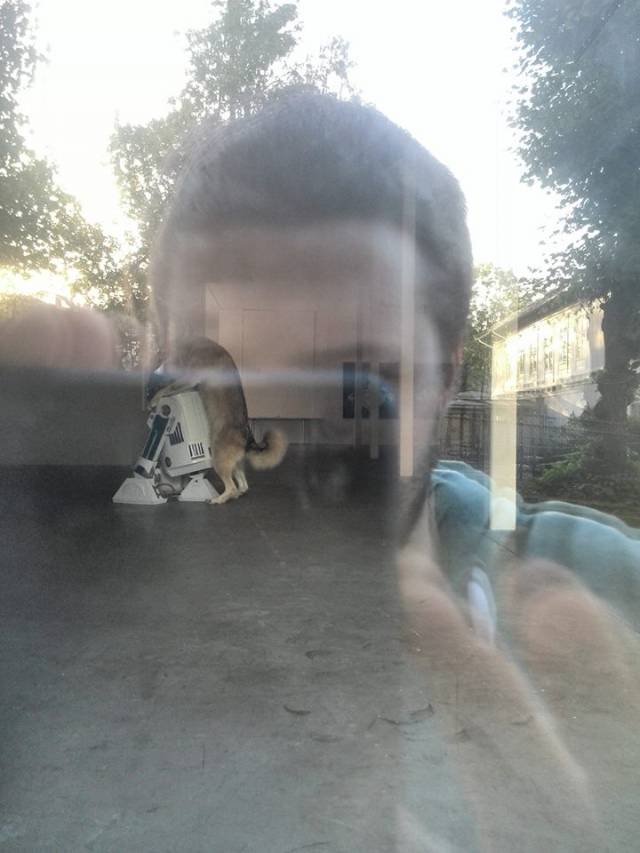 Just a dog humping R2D2