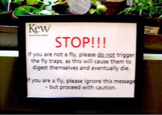 Fly traps