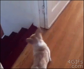 Do a barrel roll.