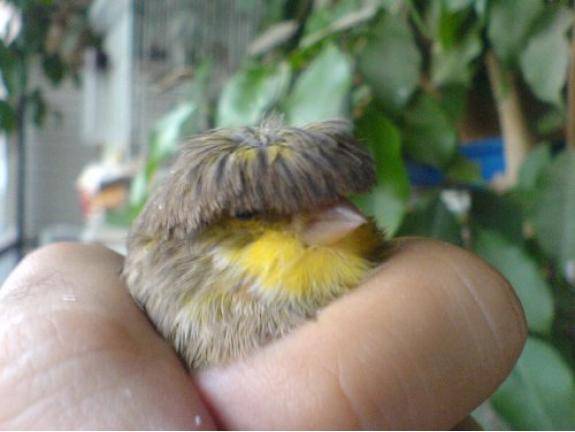 Bird with a bowl cut!