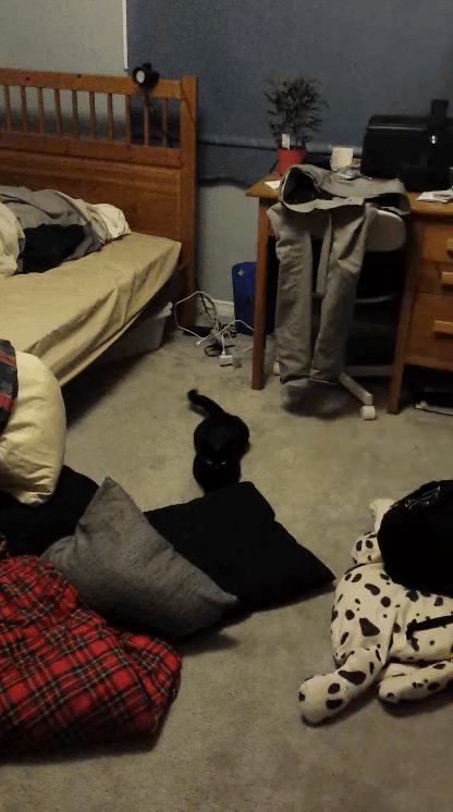 So I made this gif of my cat