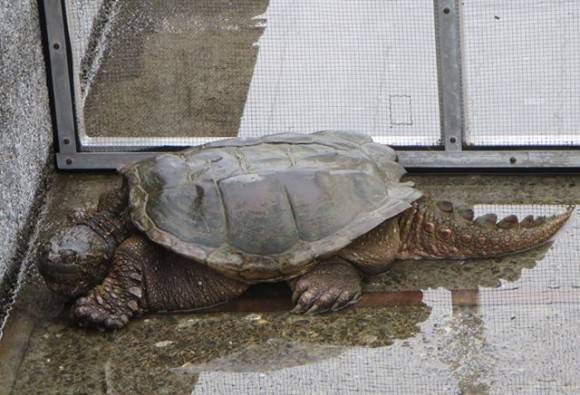 Pulled an 80-100 yr old Common Snapper out of Hood Canal. He is a dinosaur!