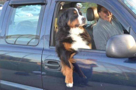 This dog doesn’t give a f*ck.