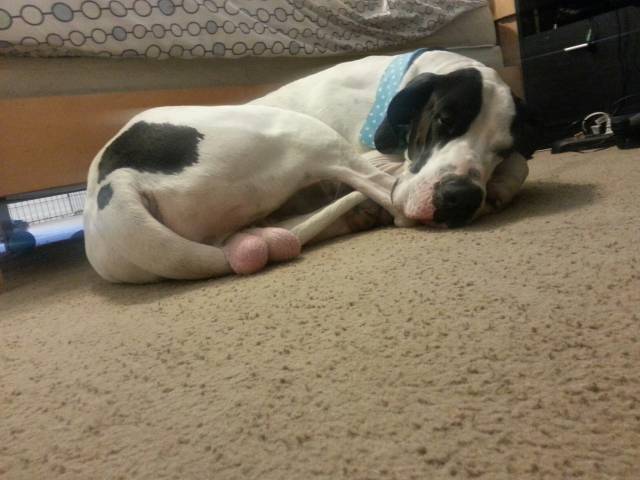 I tried to take a cute picture of my dog...