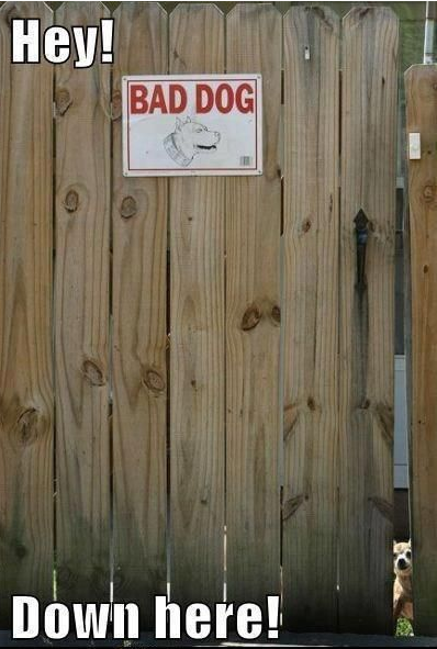 Bad Dog.