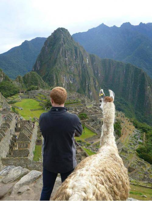 Friend went to Machu Picchu. Ginger Llama decided to join him.