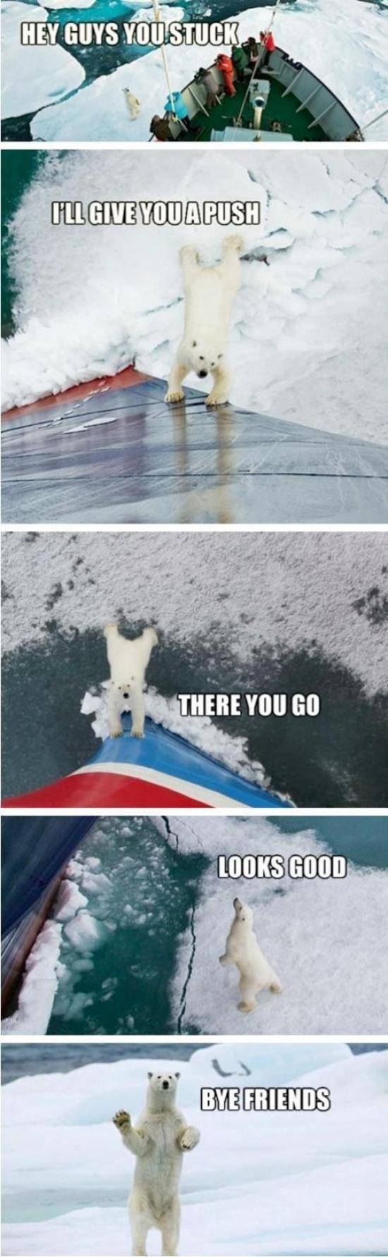 Friendly polar bear
