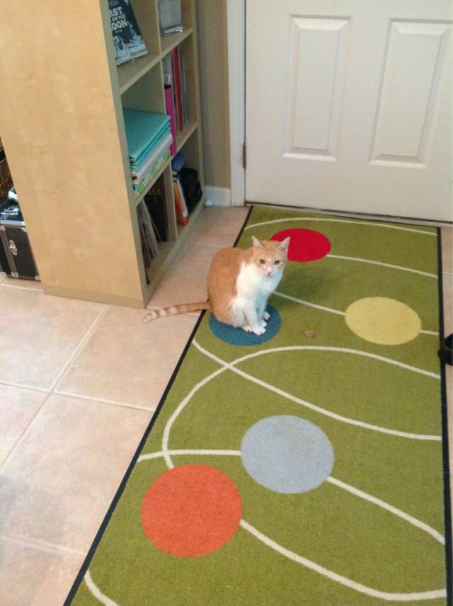 He only ever sits on that one.
