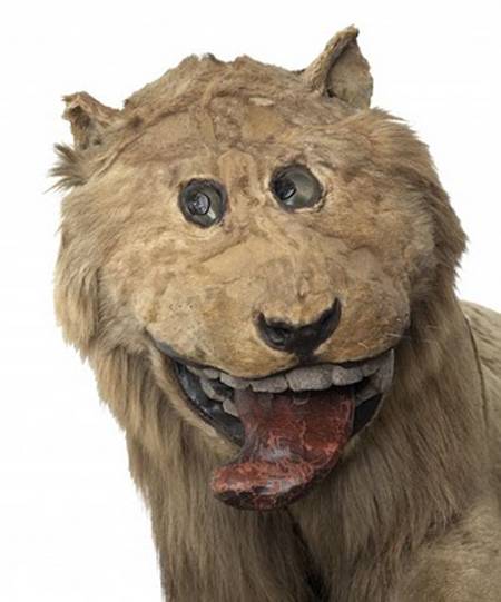Lion stuffed in 1731 by someone who never saw a live one.