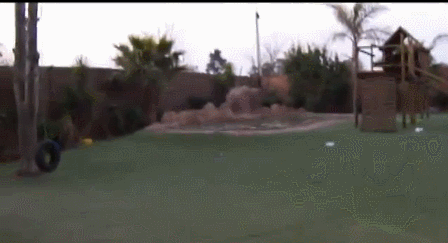 Could someone call the dog in from the pool?