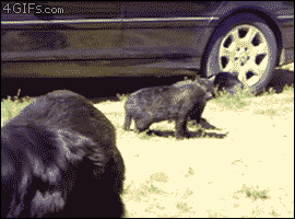 Break it up, you pussies!