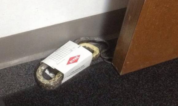 So my mom caught more than a spider in her insect trap at work