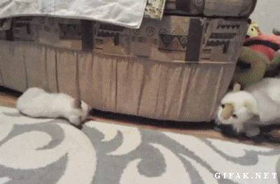 Tricking your kitten.