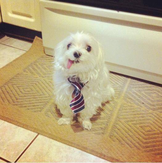 My friend put a child’s neck tie on his derpy dog.