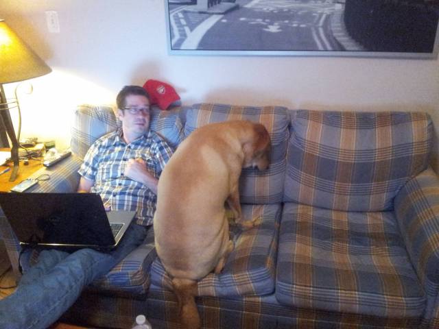 My dog isn't quite sure how couches work