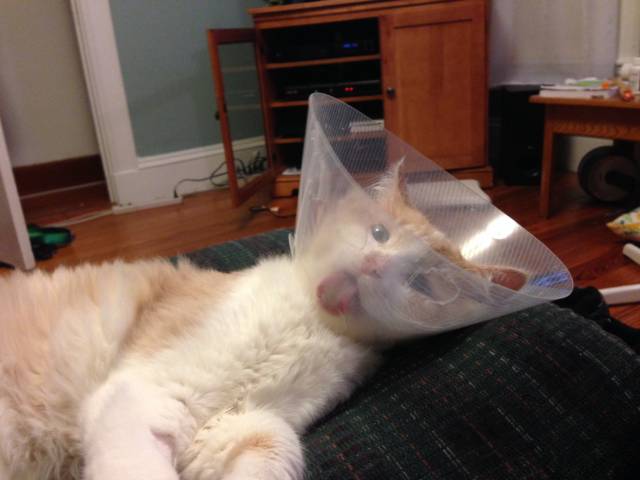 Cone of Shame: Day 9.