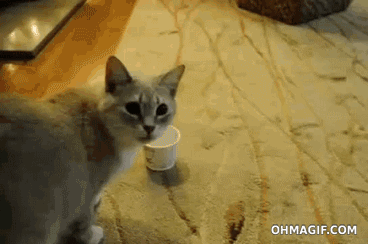 Curiosity and cats never seems to mix