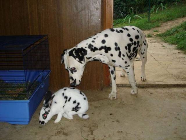 Day 7: the dog is beginning to be suspicious
