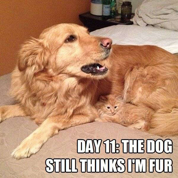 Day 11