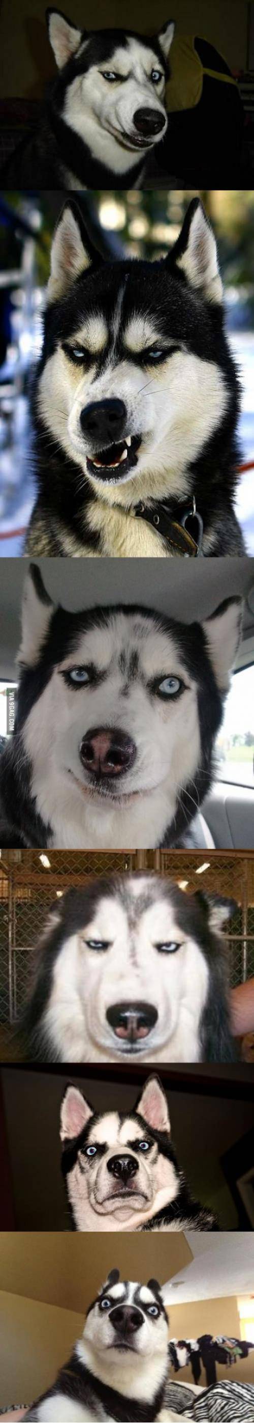 The many expressions of a husky