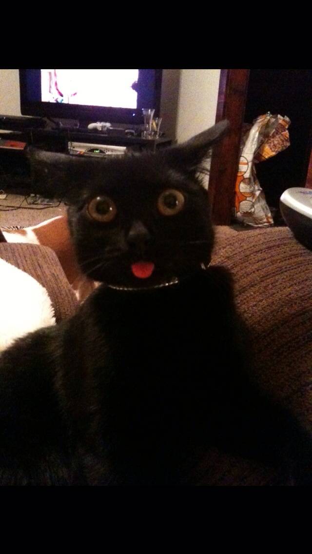 My cat woke up from anesthesia once too.