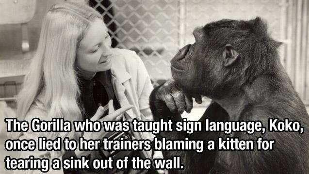 Damn it Koko!