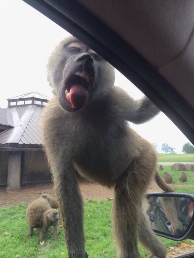 My view from the Safari Park I visited...