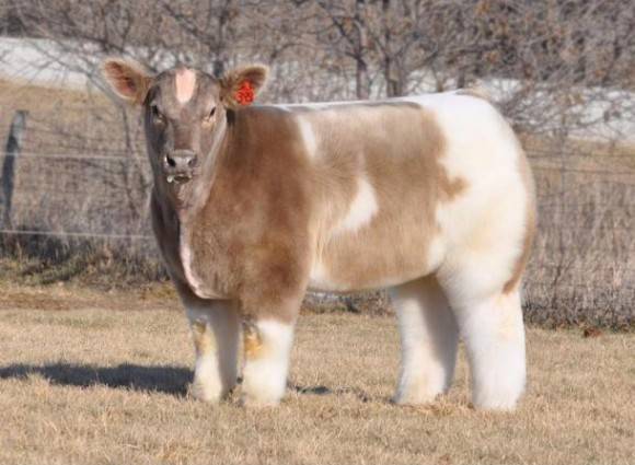 A fluffy cow!