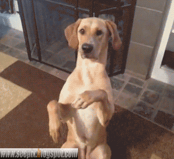 Dramatic dog plays dead