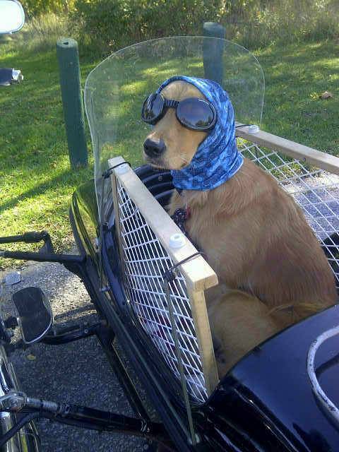 So my mom got a dog and a motorcycle with a side car. This is what resulted when the two were combined.