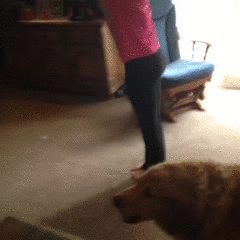 The Dog Made My Day
