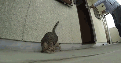 Catnip is a hell of a drug.