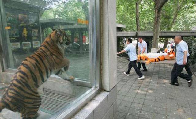 Nooooooooooo tigger!!!