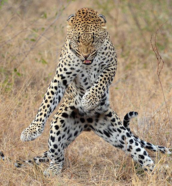 And it's the thriller! Thriller night!